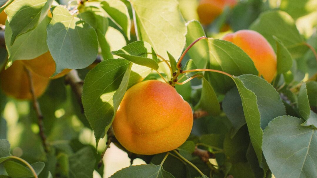 Organic Cot ‘N Candy Apricots - PINT