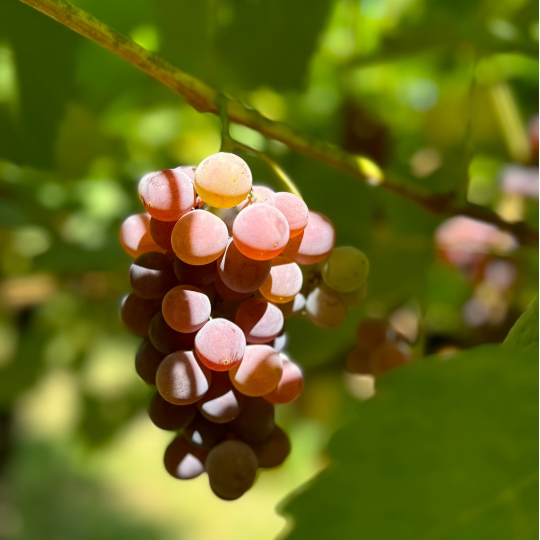 Organic Reliance Grapes - TOTE