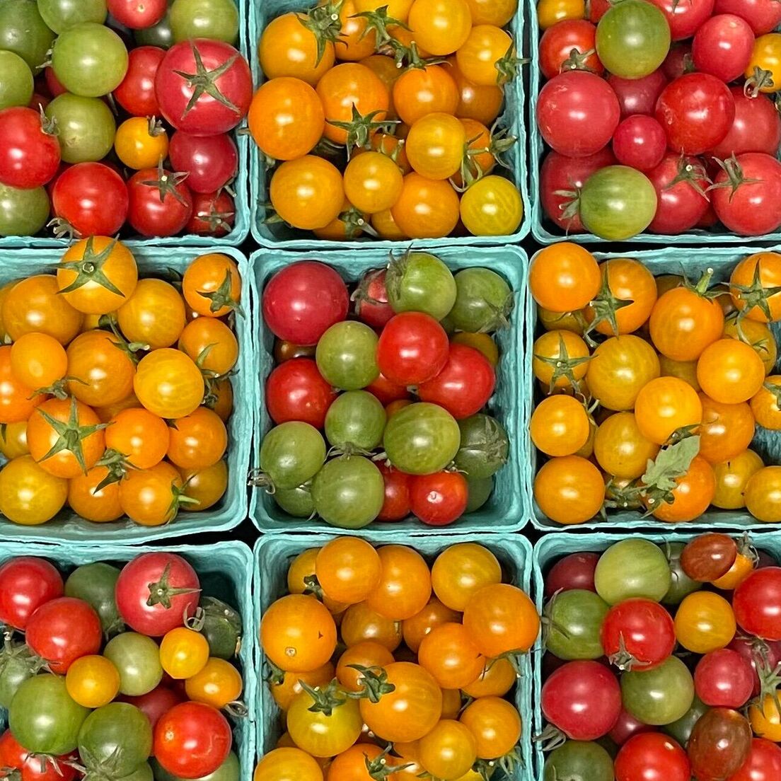 Organic Sungold Cherry Tomatoes - PINT