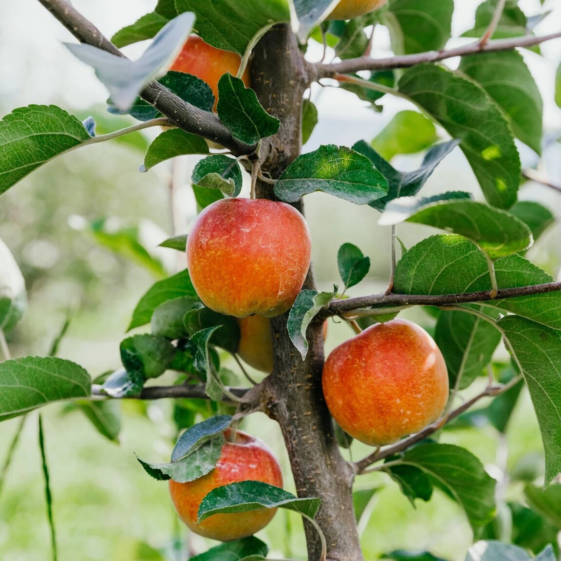 Cox's Orange Pippin apples