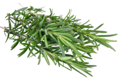 Organic Rosemary - BUNCH