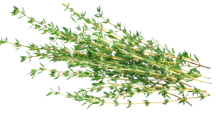 Organic Thyme - BUNCH