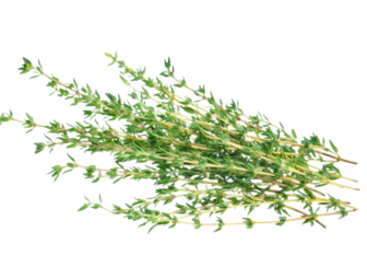 Organic Thyme - BUNCH