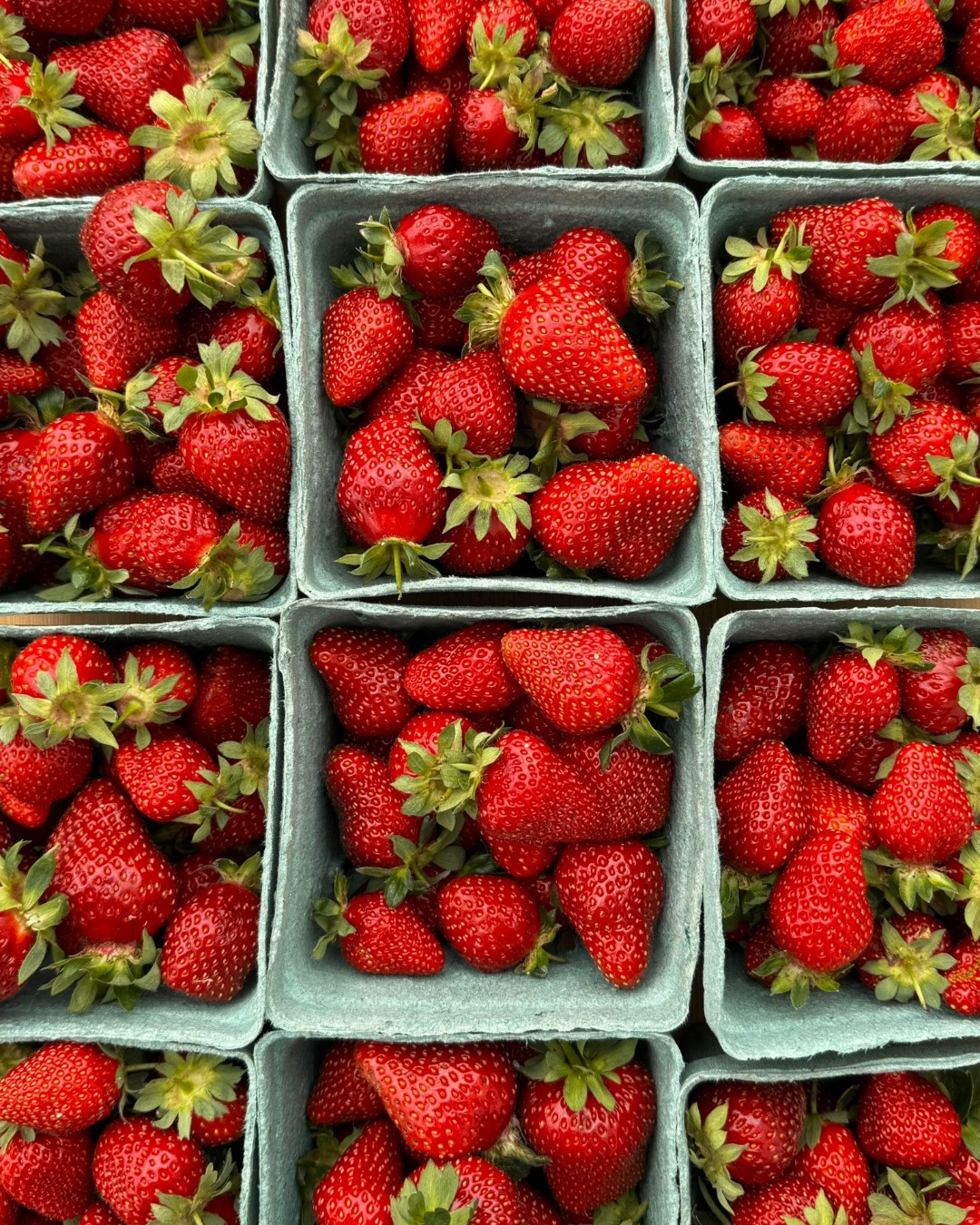 Organic Strawberries - PINT