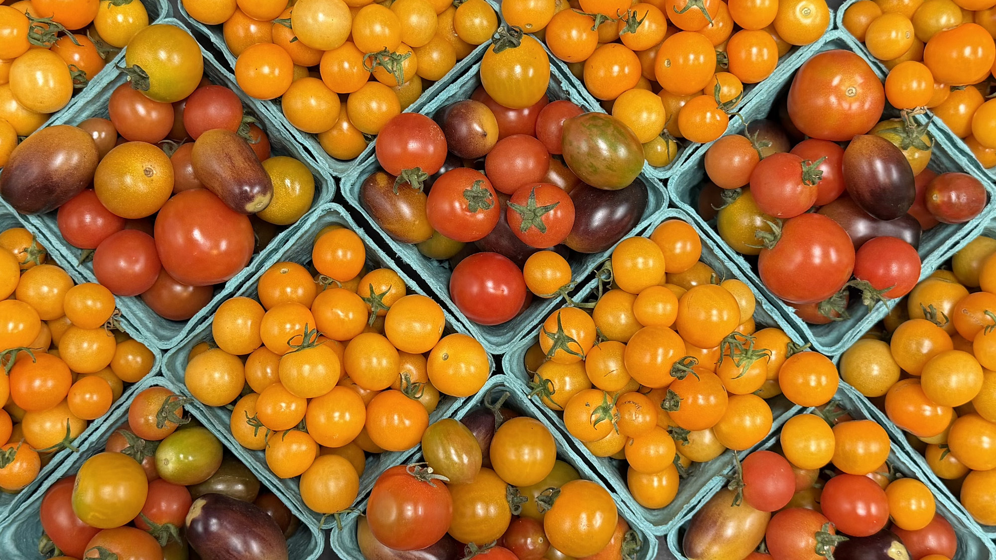 Organic Sungold Cherry Tomatoes - PINT