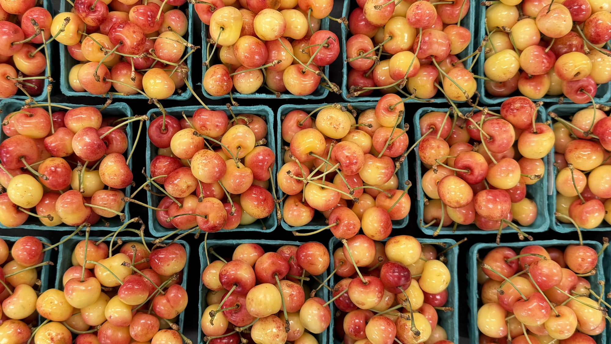 Organic Rainier Cherries - PINT
