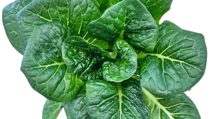 Juneau Greens Romaine - 5 OZ