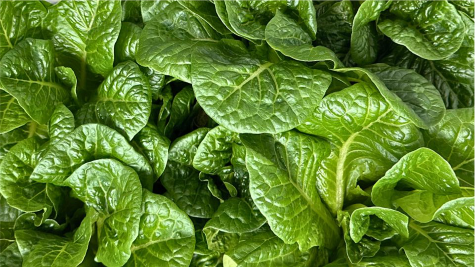 Juneau Greens Monte Carlo Romaine Lettuce - HEAD